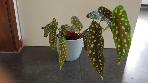 kamerplant Begonia Maculata, Stippen Begonia, Huis en Inrichting, Kamerplanten, Overige soorten, Minder dan 100 cm, Ophalen of Verzenden