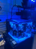 Waterbox 15 peninsula zeeaquarium, Dieren en Toebehoren, Vissen | Aquaria en Toebehoren, Ophalen, Zo goed als nieuw, Gevuld zeewateraquarium