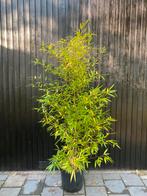 Bamboe Phyllostachys aurea, Ophalen, Bamboe, 250 cm of meer