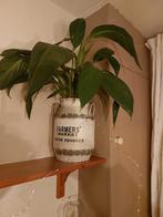 Plantenbak met plant - Weg ivm verhuizing, Ophalen