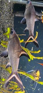 Tropische vissen, Dieren en Toebehoren, Vissen | Vijvervissen