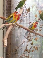 Rosella's, Dieren en Toebehoren, Meerdere dieren, Parkiet, Geringd