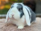 Hele lieve & jonge Nederlandse hangoordwerg ram, blauwe ogen, Dieren en Toebehoren, Mannelijk, Dwerg, Hangoor, 0 tot 2 jaar