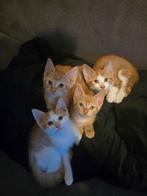 Wij hebben een nieuw huisje nodig!, Dieren en Toebehoren, Kater