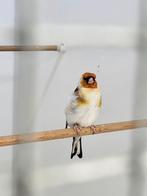 Majoor putter  man wildkleur, Mannelijk, Wildzangvogel