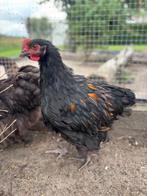 Grote Orpington haan., Dieren en Toebehoren, Pluimvee, Mannelijk, Kip