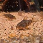 Corydoras Sterbai, Dieren en Toebehoren, Vis, Zoetwatervis, Schoolvis
