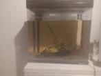 Aquarium compleet, Dieren en Toebehoren, Vissen | Aquaria en Toebehoren, Ophalen of Verzenden, Zo goed als nieuw, Leeg aquarium