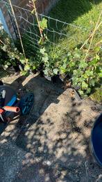 Klimop plantjes 8x, Tuin en Terras, Planten | Tuinplanten, Vaste plant, Ophalen of Verzenden, Bloeit niet, Halfschaduw