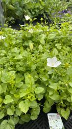 Campanula ‘alba’, Ophalen, Zomer, Overige soorten, Volle zon