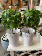 Witte grote netalen bloempot & nep boomje, Ophalen of Verzenden, Overige soorten, Volle zon