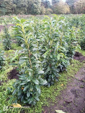 Laurier Prunus genolia 80 tot 200cm smal blijvende laurier beschikbaar voor biedingen