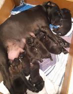 8 Mooie ras echte Cane Corso puppy's, Parvo, Overige rassen, 8 tot 15 weken, Meerdere