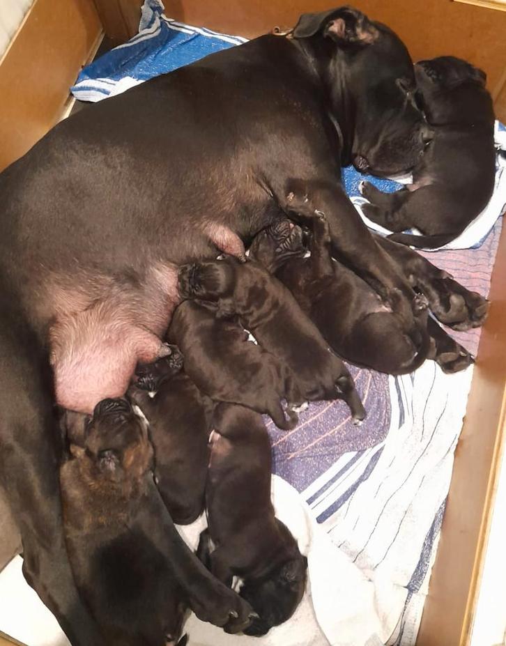 8 Mooie ras echte Cane Corso puppy's, Dieren en Toebehoren, Honden | Bulldogs, Pinschers en Molossers, Meerdere dieren, Overige rassen