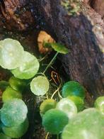 Phyllobates vittatus nakweek 0.0.10, Amfibie, 0 tot 2 jaar