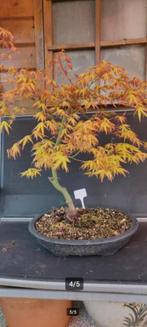 Bonsai Acer Palmatum Katsura Japanse Esdoorn, Halfschaduw, Overige soorten, Minder dan 100 cm, Zomer