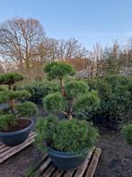 Prachtige Pinus Bonsai - Unieke vormen, Bloeit niet, Overige soorten, Minder dan 100 cm, Ophalen