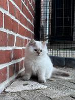 Prachtig ragdoll x britse korthaar katertje kitten, Dieren en Toebehoren, Katten en Kittens | Raskatten | Langhaar, Kater, Gechipt