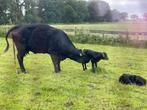 Black Angus, stier/koeien, Ophalen