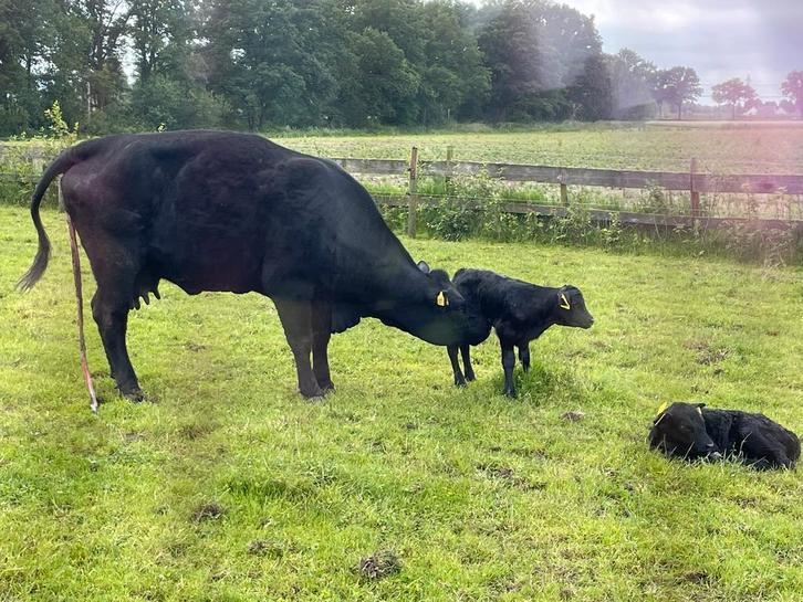Black Angus, stier/koeien, Hobby en Vrije tijd, Overige Hobby en Vrije tijd, Ophalen