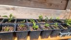 Yuzu planten, Ophalen of Verzenden, Zomer, Overige soorten, Volle zon