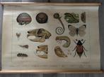 Bijplaat 'In het duin', Antiek en Kunst, Ophalen of Verzenden, Natuur en Biologie