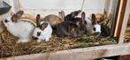 Jongen Rijnlander konijntjes te koop, Meerdere dieren, Middelgroot, 0 tot 2 jaar