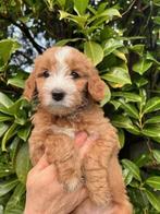 Goldendoodle pups (vergelijkbaar met Labradoodle), Dieren en Toebehoren, Honden | Retrievers, Spaniëls en Waterhonden, Parvo, Overige rassen
