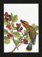 Vogel Pestvogel in Krentenboompje., Ophalen of Verzenden, 1980 tot heden, Ongelopen, Vogel