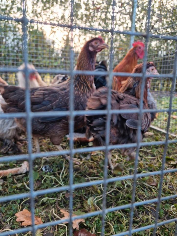 Fantastische Welsumer kriel hennen! Welsumers krielen eitjes, Dieren en Toebehoren, Pluimvee, Kip, Vrouwelijk