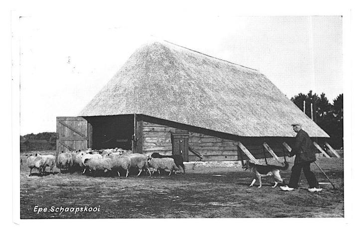 981321	Epe	Gld 1965	Schaapskudde Schaapskooi	Gelopen, Verzamelen, Ansichtkaarten | Nederland, Gelopen, Gelderland, 1960 tot 1980
