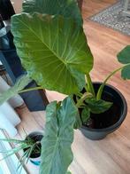 Alocasia groot incl pot, Huis en Inrichting, Kamerplanten, Ophalen, 100 tot 150 cm, Overige soorten, Halfschaduw