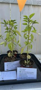 Laatste Kaneel basilicum €0,50, Ophalen, Volle zon, Groenteplanten, Eenjarig