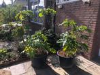 Fatsia Japonica “Variegata” - Bonte Vingerplant groot 2x, Tuin en Terras, Planten | Tuinplanten, Ophalen