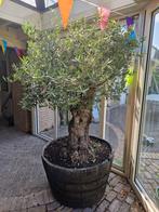 Oude olijfboom in eiken wiskey vat, Tuin en Terras, Planten | Bomen, Ophalen, Volle zon, Overige soorten, 100 tot 250 cm