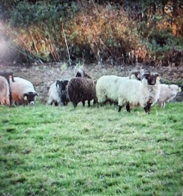 Ouessant schaap rammen  beschikbaar voor biedingen