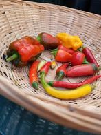 moestuin zaden, Tuin en Terras, Planten | Tuinplanten, Volle zon, Groenteplanten, Eenjarig, Ophalen of Verzenden