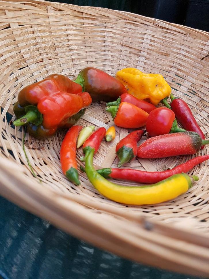 moestuin zaden, Tuin en Terras, Planten | Tuinplanten, Eenjarig, Groenteplanten, Volle zon, Zomer, Ophalen of Verzenden