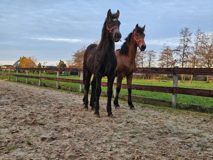 Prachtige zwarte Fries x Haflinger merrie, Dieren en Toebehoren, Pony's, Merrie, Onbeleerd, Recreatiepony, 0 tot 2 jaar, Gechipt