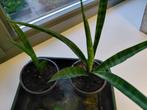 2 stuks kamerplant stekjes, Ophalen, Halfschaduw, Minder dan 100 cm