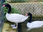 Zwarthalszwanen, Dieren en Toebehoren, Meerdere dieren, Geringd