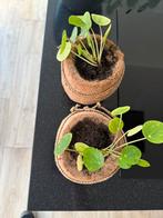 2 pannekoekplanten  in cocosnoot, Ophalen of Verzenden, Halfschaduw, Minder dan 100 cm