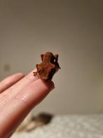 Baby Wimpergeckos, Dieren en Toebehoren, Amfibie, 0 tot 2 jaar