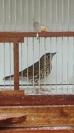 Zanglijster, Dieren en Toebehoren, Vogels | Overige Vogels, Mannelijk, Tropenvogel