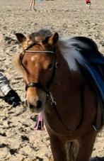 Verzorgpony/ bijrijdshetlander aangeboden, Dieren en Toebehoren, Paarden en Pony's | Verzorgingsproducten, Ophalen of Verzenden