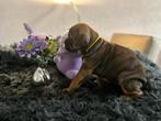 Continental bulldog pup (teefje) Gezond!, Dieren en Toebehoren, Honden | Bulldogs, Pinschers en Molossers, Nederland, CDV (hondenziekte)