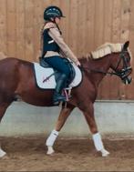 16 jarige d kinder en sportpony, Dieren en Toebehoren, Pony's, M, B pony (1.17m tot 1.27m), 11 jaar of ouder, Recreatiepony
