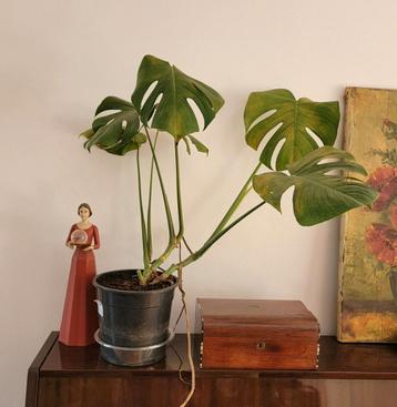 Monstera Deliciosa. beschikbaar voor biedingen