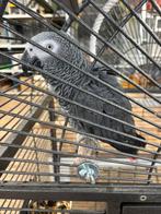 1-0 Grijze Roodstaart, Mannelijk, Papegaai, Tam