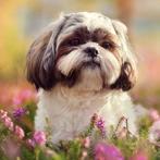 Gezocht! Shih Tzu pup of herplaatser (reu), Dieren en Toebehoren, Honden | Chihuahua's en Gezelschapshonden, Particulier, 8 tot 15 weken